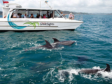 Fuller's GreatSights: Dolphin Eco Experience