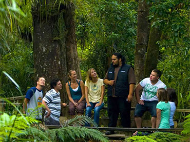 Fullers GreatSights: Hokianga day Tour including Tane Mahuta